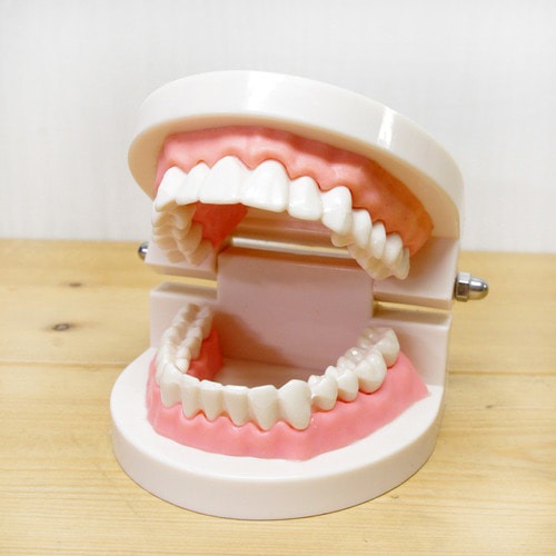 인체 치아 모형(1대1)