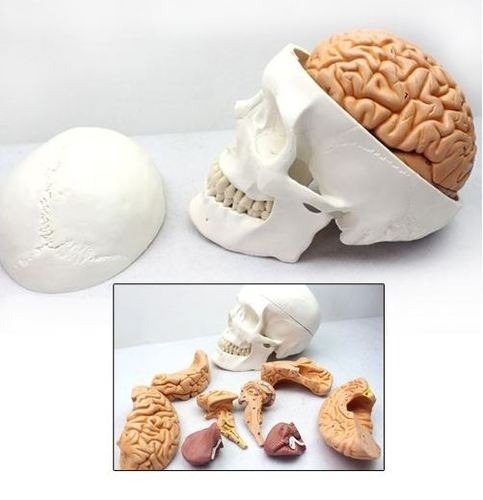 인체 두개골/뇌 모형(8pcs/1:1)