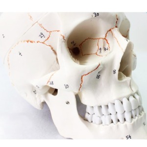 인체 두개골 모형(일반형)
