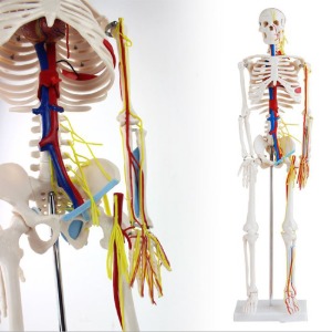 인체 골격 순환계 모형(85cm)
