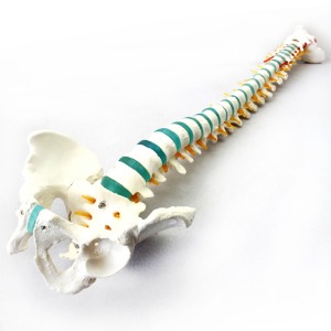 인체 골반 척추모형