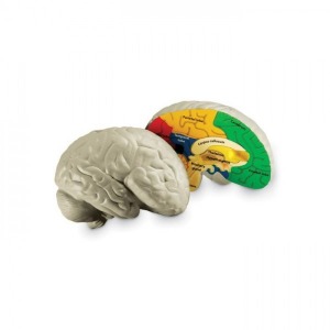 인체 뇌 단면모형