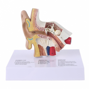 인체 청각기관 모형