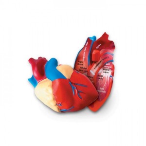인체 심장 단면모형