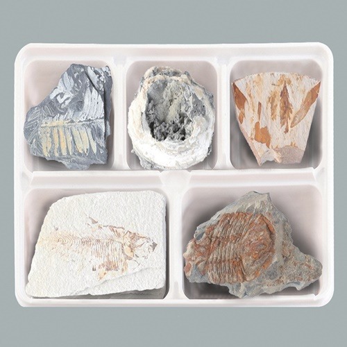 여러가지 화석 표본(5종세트)