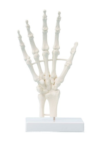 손 뼈 모형 (Hand skeleton 스탠드포함)