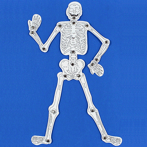 인체골격만들기(우리몸의뼈구조)(10인세트)