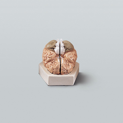 뇌의구조모형(기본형)A형